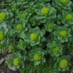 Cluster of green succulent plants with yellow-green blossoms growing in soil.