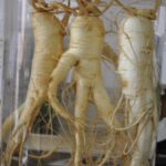 Three intertwined parsnip roots in a clear container.